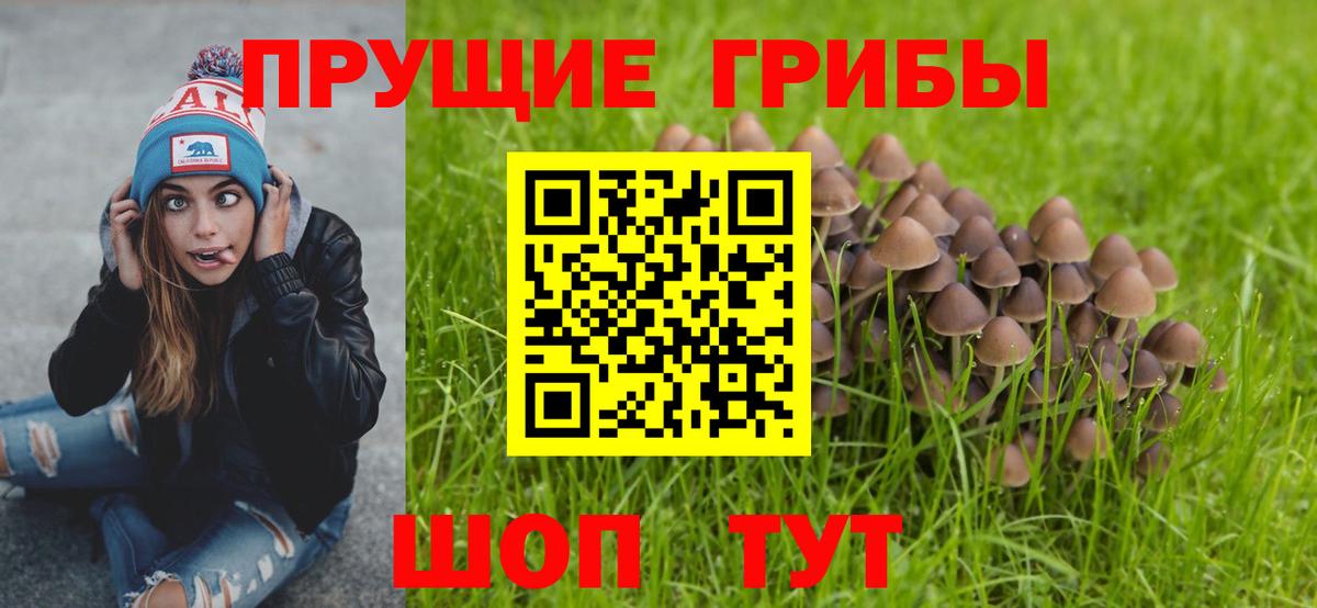 Богданович  Псилоцибиновые грибы Psilocybe  Вход с VPN  даркнет сайт  Галлюциногенные грибы мицелий 